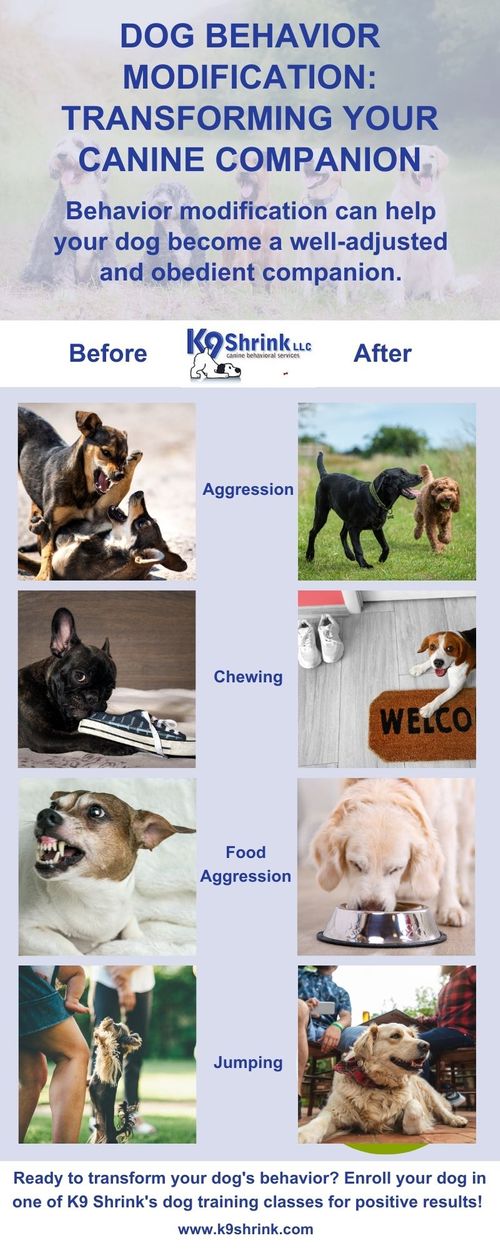 Premier Behavior Modification Training in Ft Collins - Book Now - K9 Shrink